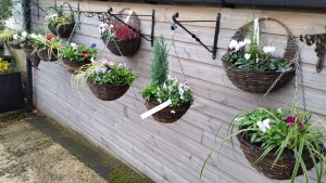 range of plants at Totties garden centre holmfirth