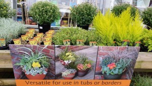 range of plants at Totties garden centre holmfirth
